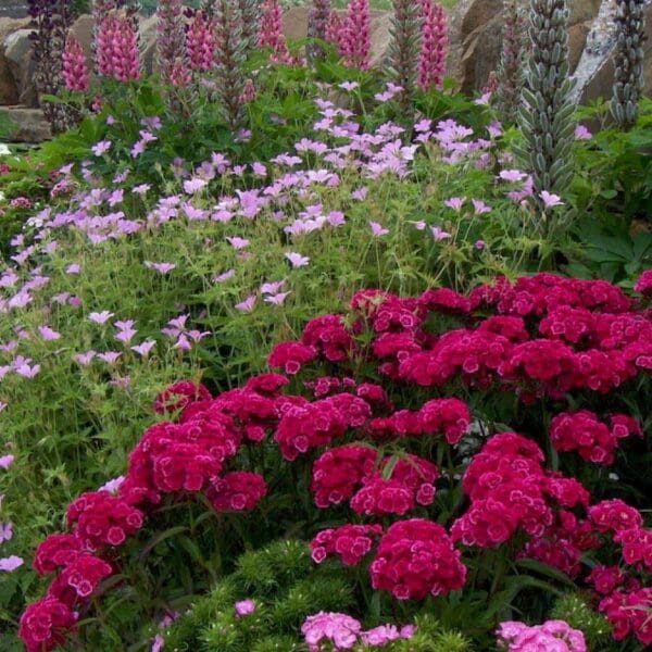 Red flowers in the garden in the Heritage Centre