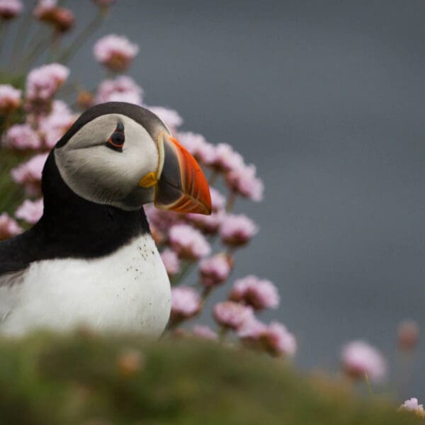 Puffin, Caithness, Colin Campbell