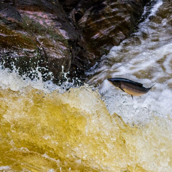 Salmon at Falls of Shin Maciej Winiarczyk