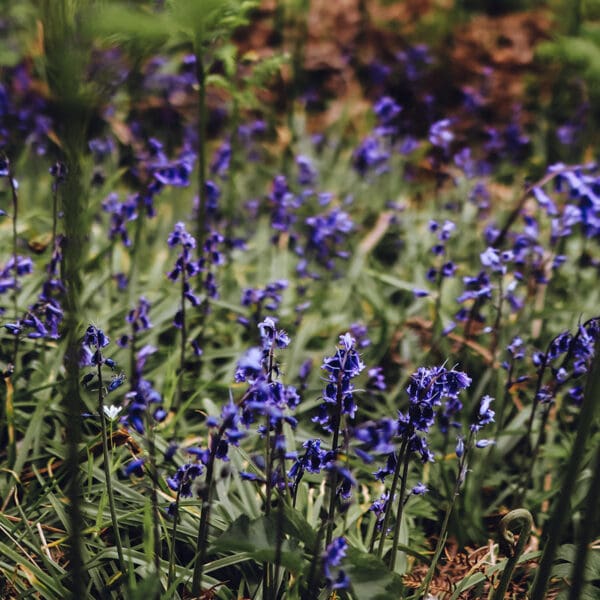 Falls of Shin, Sutherland