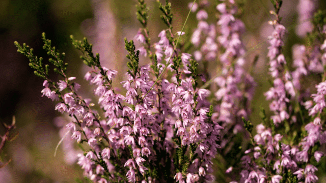 Munsary Reserve Walk