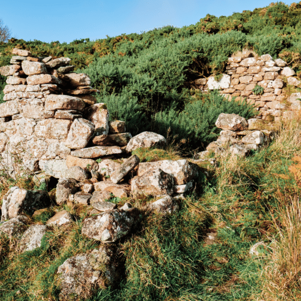 A fallen house overgrown with Gorse bushes, near the North Coast 500 in Sutherland