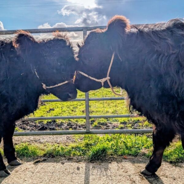 Lochview Rural Training