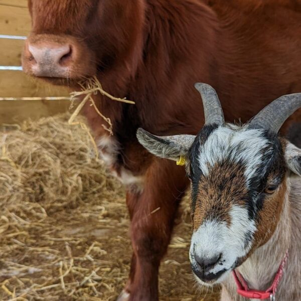 Lochview Rural Training