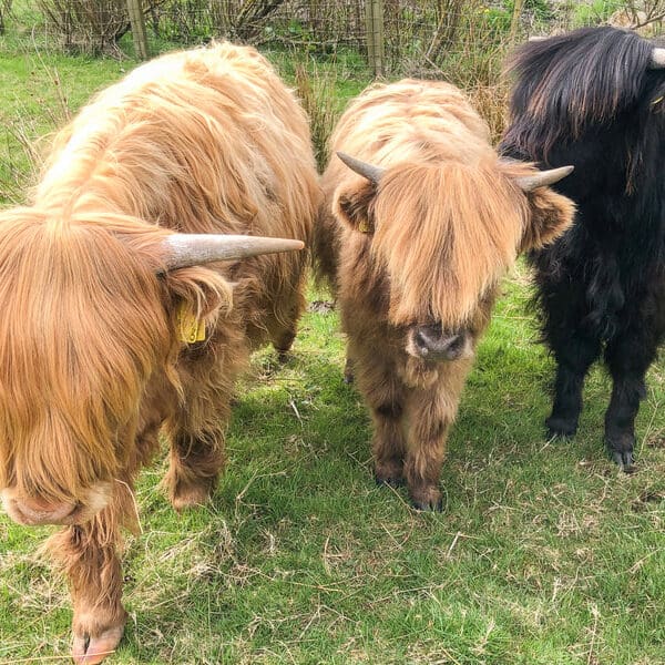 A group of three highland cows
